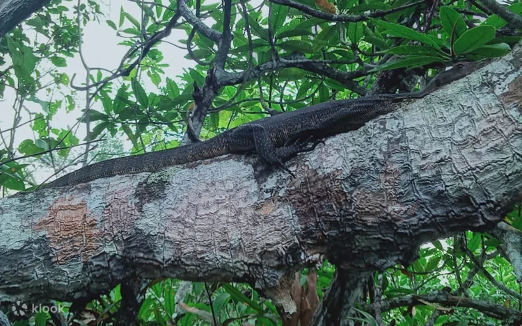 Mangrove Forest at Sunrise